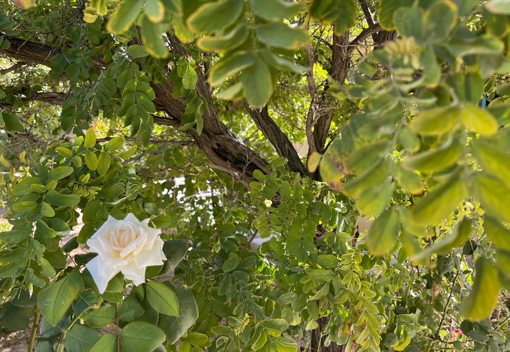 عکاسی از گل رز سفید